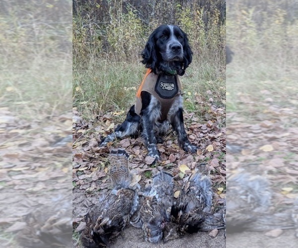 Medium Photo #1 English Springer Spaniel Puppy For Sale in BUFFALO, MN, USA