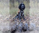 Small Photo #1 English Springer Spaniel Puppy For Sale in BUFFALO, MN, USA