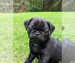 Puppy Boy 1 Twix Pug