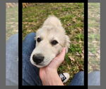 Small #13 Great Pyrenees