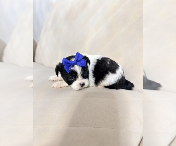 Medium Photo #12 Shih Tzu Puppy For Sale in LANCASTER, CA, USA