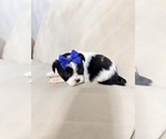 Small Photo #15 Shih Tzu Puppy For Sale in LANCASTER, CA, USA