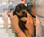 Small #8 Beagle Mix
