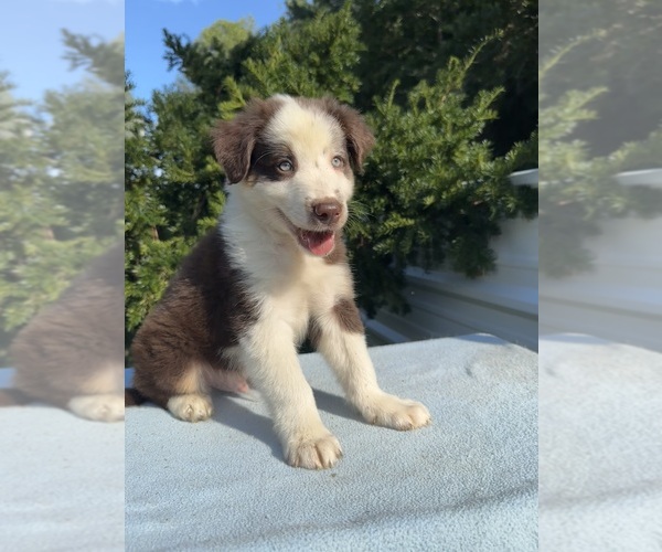 Medium Photo #2 Australian Shepherd Puppy For Sale in HYDEN, KY, USA
