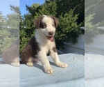 Small #1 Australian Shepherd