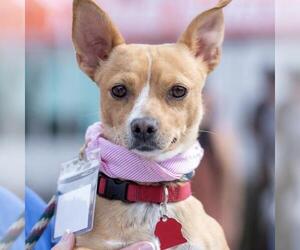 Tulsa - Female Chihuahua-Unknown Mix Dog for Adoption - Photo #2