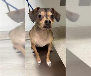 Chihuahua Dogs for adoption in Bakersfield, CA, USA
