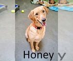 Small Golden Retriever Mix