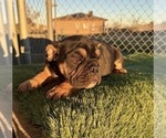 Small #30 English Bulldog
