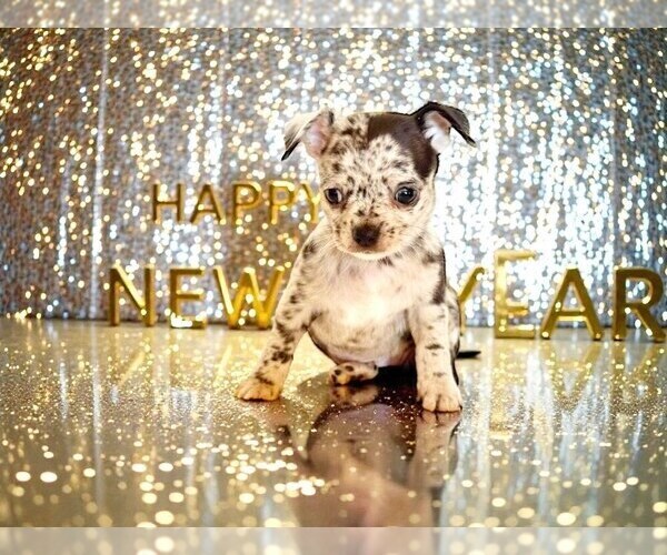 Medium Photo #57 Chihuahua Puppy For Sale in CHARLESTON, AR, USA