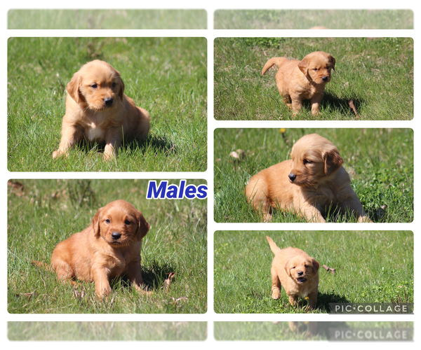 Medium Photo #54 Golden Retriever Puppy For Sale in MIDDLEBURG, PA, USA