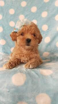 Medium Photo #6 Lhasa-Poo Puppy For Sale in LANCASTER, PA, USA