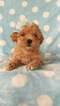 Small Photo #6 Lhasa-Poo Puppy For Sale in LANCASTER, PA, USA