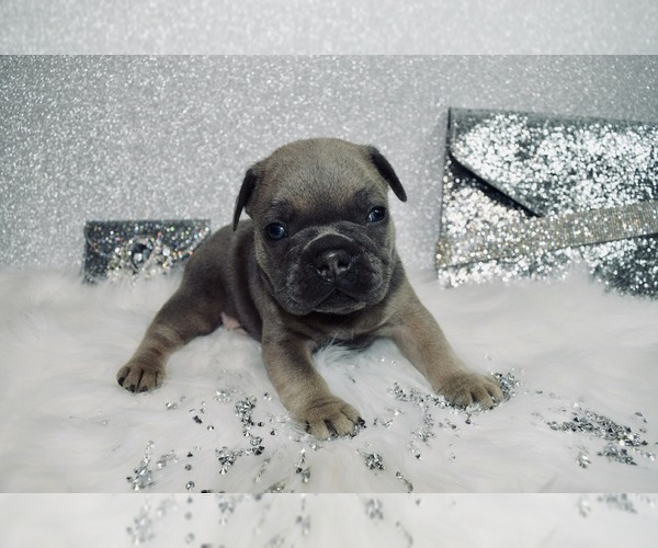 Medium Photo #13 French Bulldog Puppy For Sale in HAYWARD, CA, USA