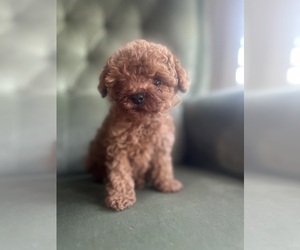 Poodle (Toy) Puppy for sale in HEMET, CA, USA