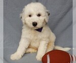 Small Sheepadoodle