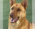 Small #2 German Shepherd Dog Mix