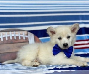 American Eskimo Dog Puppy for sale in LANCASTER, PA, USA