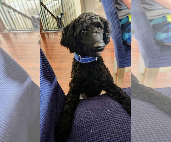 Medium Photo #2 Poodle (Standard) Puppy For Sale in Cottage Grove, MN, USA