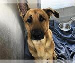 Small #1 German Shepherd Dog Mix
