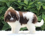 Small Photo #3 Newfoundland Puppy For Sale in MILLERSBURG, OH, USA