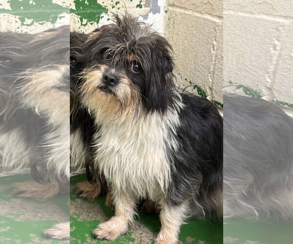 Medium Photo #2 Shih Tzu-Unknown Mix Puppy For Sale in Rustburg, VA, USA