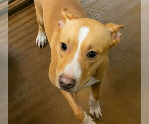 Mutt Dogs for adoption in Canton, CT, USA