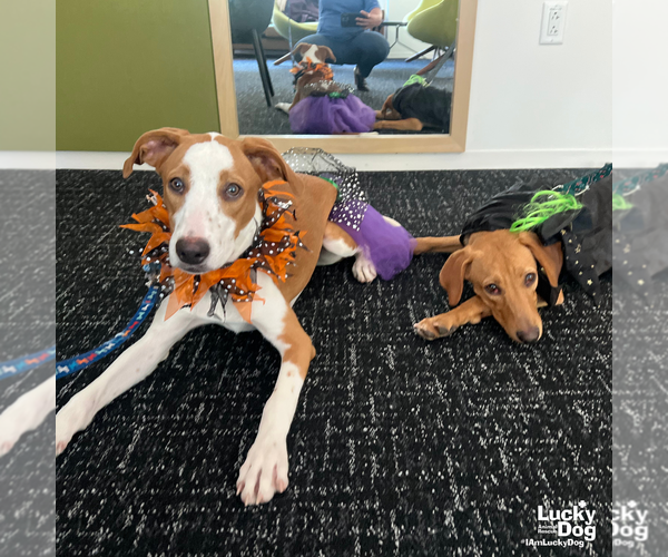 Medium Photo #9 Labrador Retriever-Retriever  Mix Puppy For Sale in Washington, DC, USA