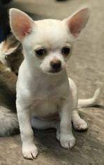 Chihuahua Puppy for sale in ASHBURNHAM, MA, USA