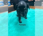 Puppy 7 Miniature Australian Shepherd