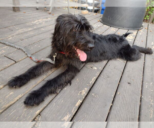 Medium Photo #4 Labrador Retriever-Unknown Mix Puppy For Sale in Minneapolis, MN, USA