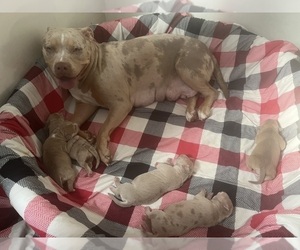 American Bully Litter for sale in DUNDALK, MD, USA