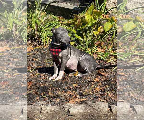 Medium Photo #11 Staffordshire Bull Terrier-Unknown Mix Puppy For Sale in Germantown, OH, USA