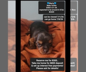Yorkshire Terrier Puppy for sale in TUCSON, AZ, USA
