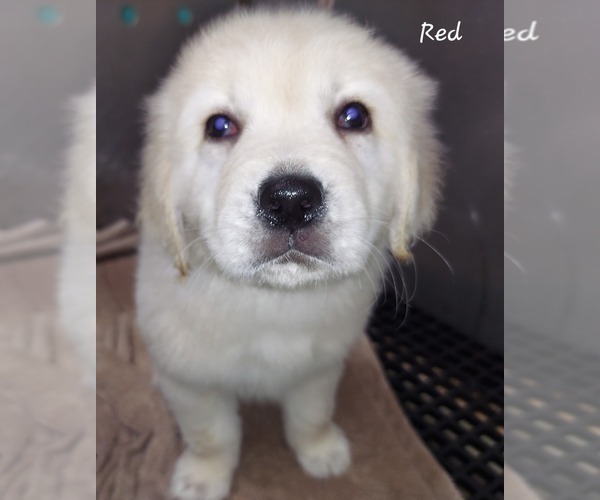 Medium Photo #1 English Cream Golden Retriever Puppy For Sale in CLANTON, AL, USA