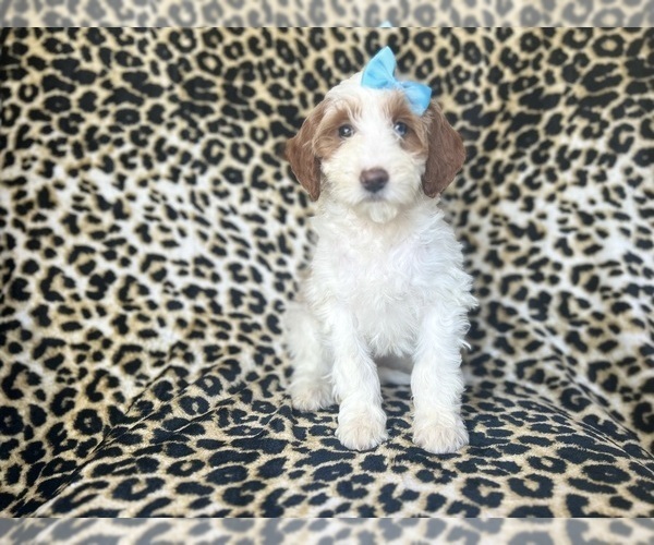 Medium Photo #4 Cavapoo Puppy For Sale in LAKELAND, FL, USA