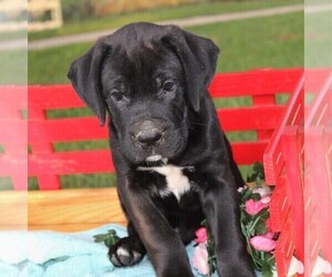 Cane Corso-Labrador Retriever Mix Puppy for sale in CHARLOTT HALL, MD, USA