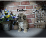 Embry - Female Poodle (Miniature) Puppy for Sale - Photo #5
