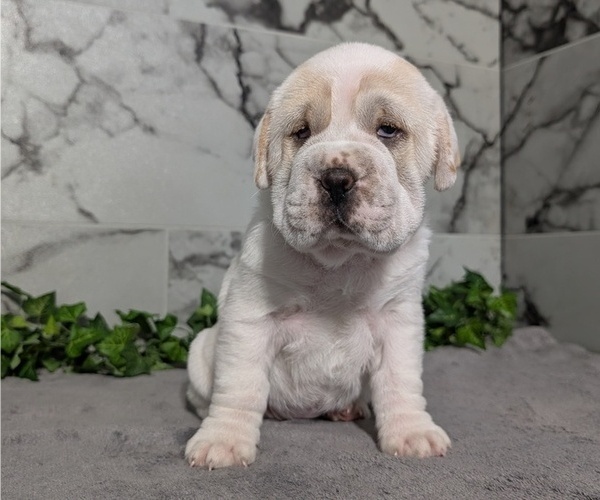 Medium Photo #4 Cocker-Pei Puppy For Sale in GOSHEN, IN, USA