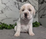 Small #3 Cocker-Pei
