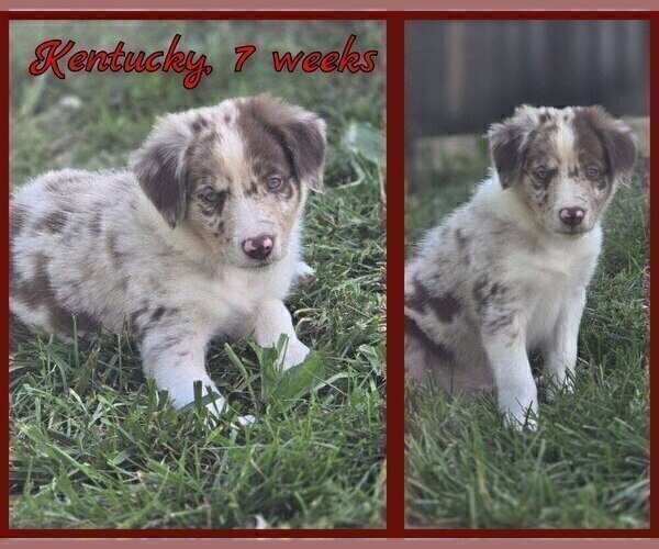Medium Photo #20 Border Collie Puppy For Sale in BROOKFIELD, MO, USA