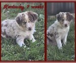 Small #2 Border Collie