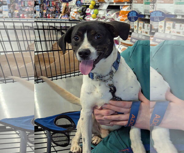 Medium Photo #2 Raggle Puppy For Sale in Milner, GA, USA