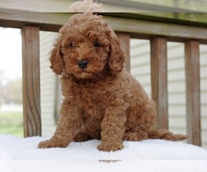 Cocker Spaniel-Poodle (Miniature) Mix Puppy for sale in SALEM, MO, USA