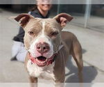 Small American Pit Bull Terrier Mix