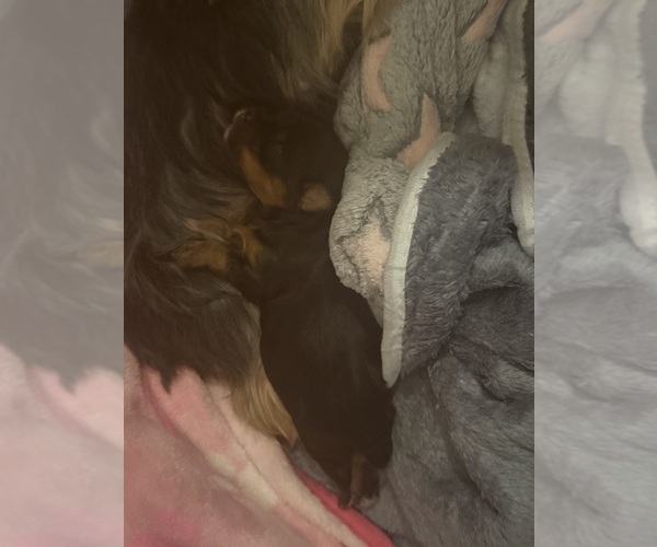 Medium Photo #1 Yorkshire Terrier Puppy For Sale in PLEASURE RDGE, KY, USA