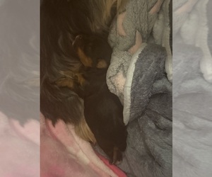 Yorkshire Terrier Puppy for sale in PLEASURE RDGE, KY, USA