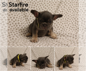 French Bulldog Puppy for sale in MANCHESTER, MI, USA