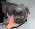 Small #6 Cane Corso