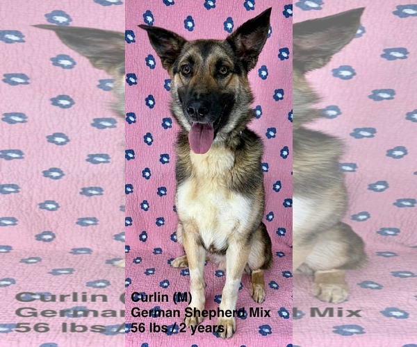 Medium Photo #4 German Shepherd Dog-Unknown Mix Puppy For Sale in pomfret, CT, USA
